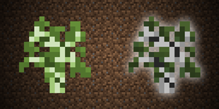 Birch Sapling