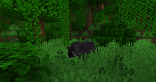 Sleeping panther