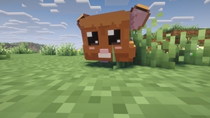 Grazing