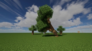 An oak tips over