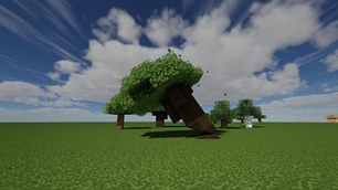A dark oak comes down