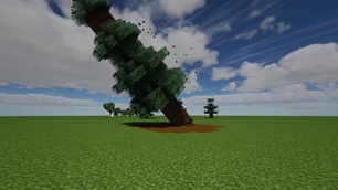 A giant spruce falls