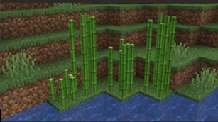 Sugar Cane