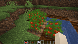 Tomatos