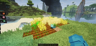 Companion Harvest and Plant