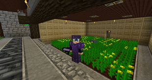 Canola Farm