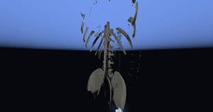 Skeleton