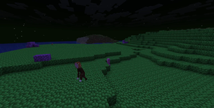 Night at Jelly Bean Fields