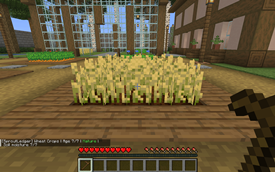 Mature wheat