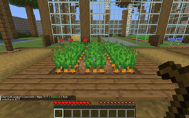 Mature carrots on dry soil