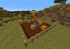 pumpkin patch