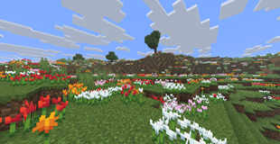 Tulip field