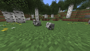 Raccoon