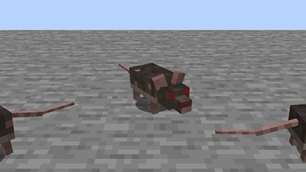 Infected rats