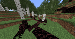 infection