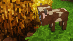 A Baby Cow Munching on Wheat