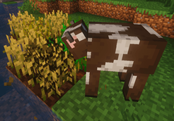 A Cow Munching on Wheat