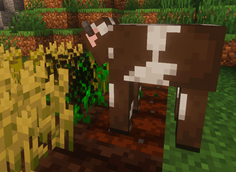 A Cow Munching on Wheat