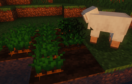 A Sheep Munching on Carrots