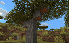 An Old Acacia Tree Without Bark Ends...