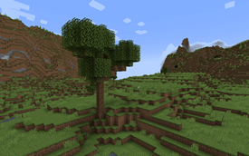 A Towering Oak With Bark Ends!