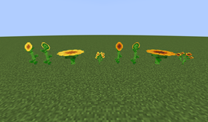 Sunflowers & Sun-set Flowers