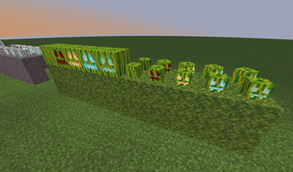 Carved Melons