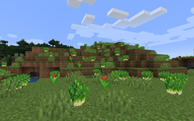Chives naturally generate in the wild.