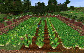 Chive Fields: Chives can be planted on various blocks.