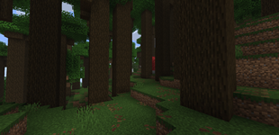 Leaf litter
