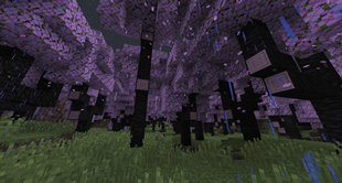 Cherry Trees