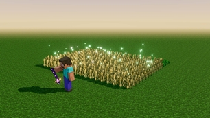 A wheat field grown in one use