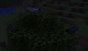 Resting ravens
