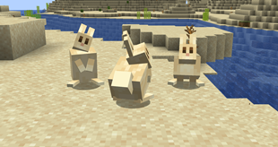 Desert Rabbits