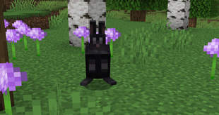 Black Rabbit