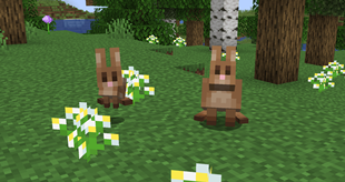 Brown Rabbits