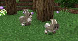 Forest Rabbits