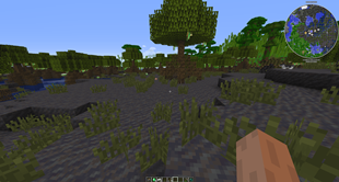 Mangrove Swamp