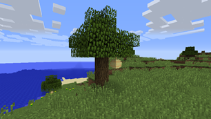 Beehive on tree