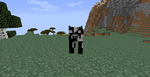A Holstein Cow