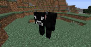 A Angus Cow