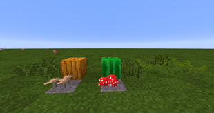 Mushrooms and Grass