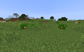 Wild beetroot