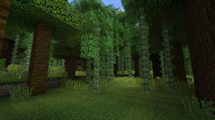 Bamboo Forest