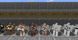 Dog Texture Overview 4