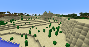 Desert Cacti