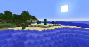 Beach Cacti