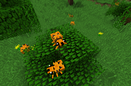 Fikou spiders
