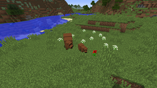Grizzly Bear