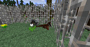 Velociraptor